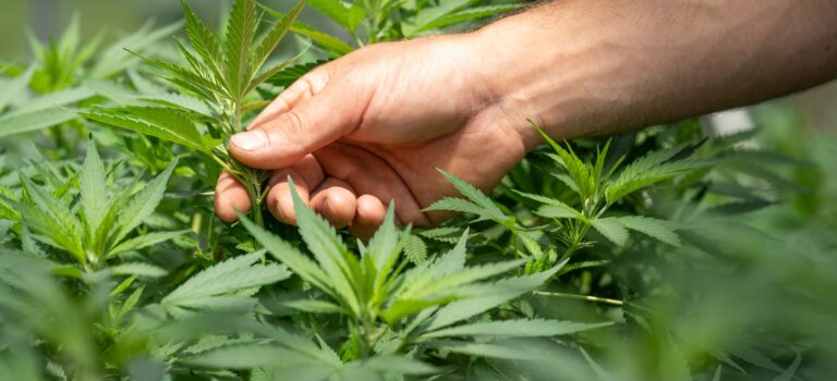 Bliv klogere på cannabisplanten